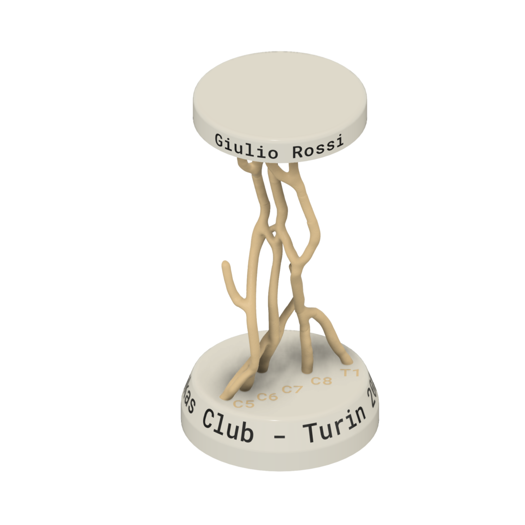 Brachial plexus 3D model showing nerve structure